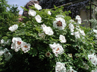 200&nbsp;09