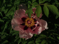 Saemling&nbsp;01