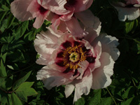 Saemling&nbsp;02