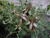 Aquilegia viridiflora 01