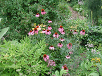 Echinacea purpurea 01
