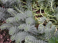 Euphorbia myrsinites 01