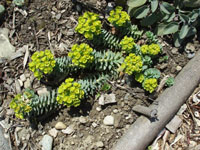 Euphorbia myrsinites 02
