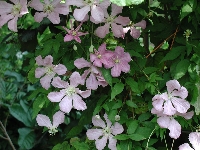 Clematis&nbsp;Comtesse&nbsp;de&nbsp;Bouchard&nbsp;09