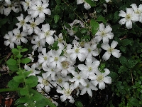 Clematis&nbsp;Huldine&nbsp;08