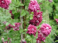 Clematis&nbsp;vit&nbsp;purpurea&nbsp;plena&nbsp;10
