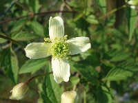 Clematis&nbsp;01