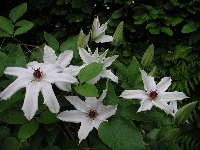 Clematis&nbsp;02