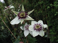 Clematis&nbsp;03