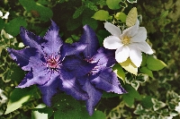 Clematis&nbsp;04