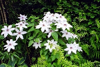 Clematis&nbsp;05