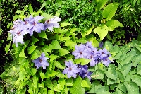 Clematis&nbsp;06