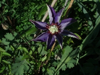 Clematis&nbsp;07