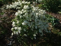 Exochorda&nbsp;01