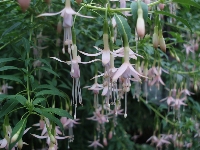 Fuchsia&nbsp;magelanica&nbsp;01