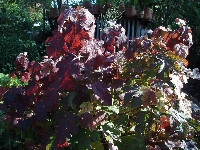 Hydrangea&nbsp;quercifolia&nbsp;01