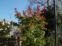 Liquidambar&nbsp;01
