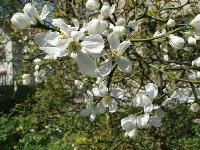 Poncirus&nbsp;trifoliata&nbsp;01