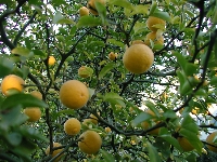 Poncirus&nbsp;trifoliata&nbsp;02