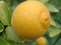 Poncirus&nbsp;trifoliata&nbsp;03