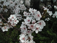 Prunus 01