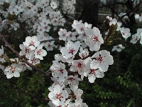 Prunus&nbsp;01