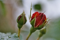 Rose&nbsp;01