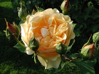 Rose&nbsp;02