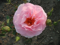 Rose 03