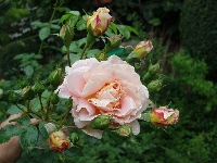 Rose 04