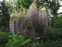 Wisteria&nbsp;01
