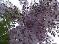 Wisteria&nbsp;02